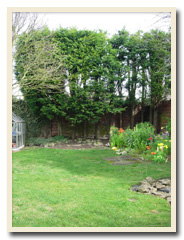 Back garden